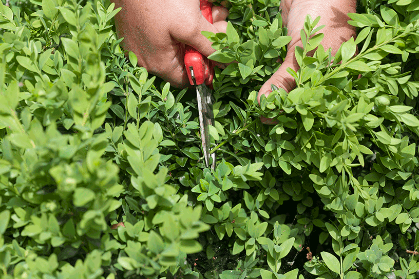 Buxus knippen